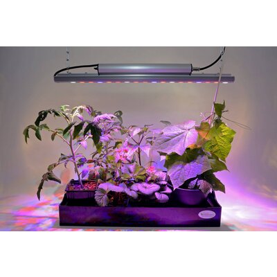 Venso LED növény lámpa, növekedés 65 cm 230 V Fixen beépített LED-es 35 W RGBW 1 db